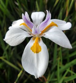 Close-up of white iris flower