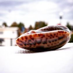 Close-up view of bread against sky