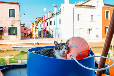 Portrait of a cat sleeping in burano island, venice italy 