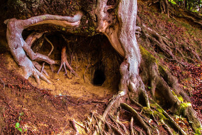 Close-up of tree trunk in forest