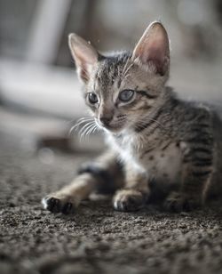 Close-up portrait of cat