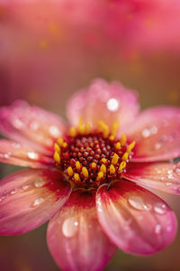 Close-up of pink flower