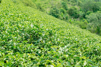 Plants growing on field