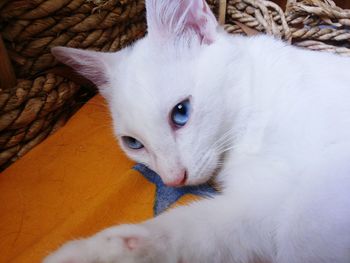 Close-up of white kitten relaxing on chair
