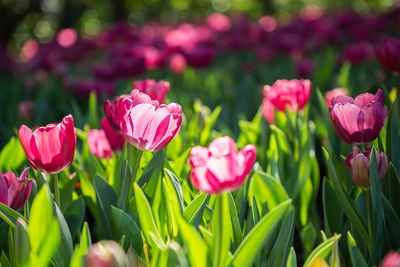 Close-up of pink tulips in field