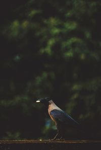 Close-up of bird perching on plant