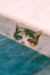 Close-up portrait of cat