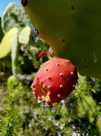 Close-up of plant against blurred background