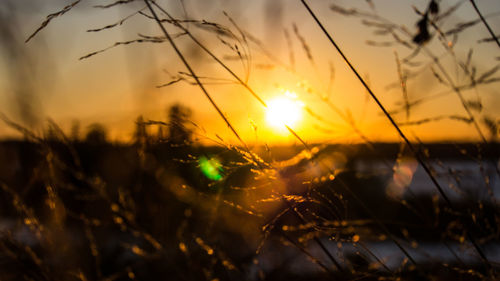 Silhouette plants on field against sky during sunset