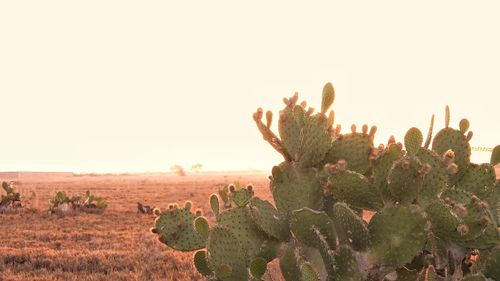 Plants growing on field against sky during sunset