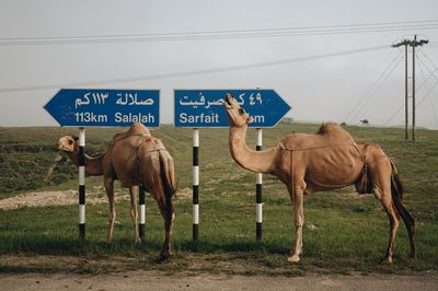 Two camels standing on the road next to the road signs in oman.