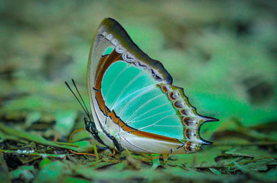 Close-up of butterfly