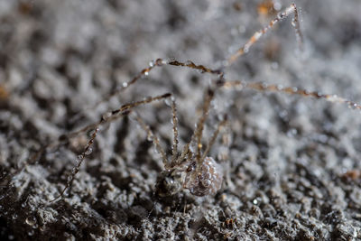 Close-up of caterpillar