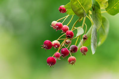 Close-up of red berries growing on tree