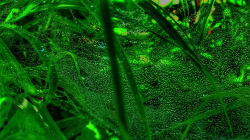 Full frame shot of water drops on grass