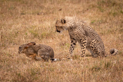 Cheetah and rabbit on field in forest