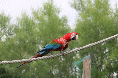 Bird perching on rope