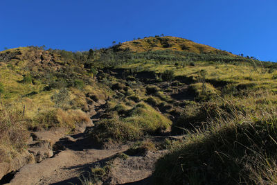 Low angle view of plants against clear sky