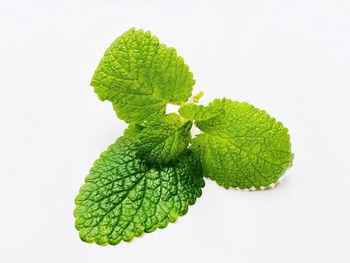 Close-up of green leaves against white background