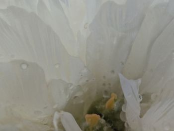 Close-up of white rose in sea