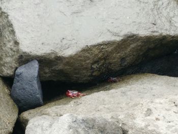 Close-up of crab on rock at beach