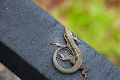 Close-up of an animal