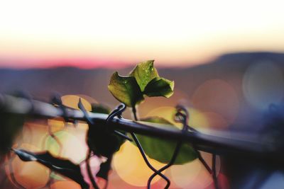 Close-up of leaves against sky