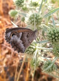 Close-up of butterfly on plant