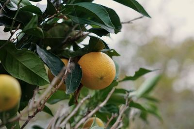 Close-up of fruits on tree