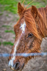 horse