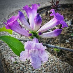 Close-up of pink flower blooming outdoors