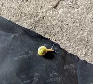 High angle view of yellow toy car on road