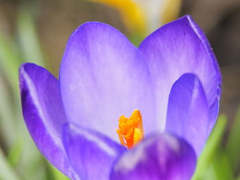 Close-up of purple crocus flower