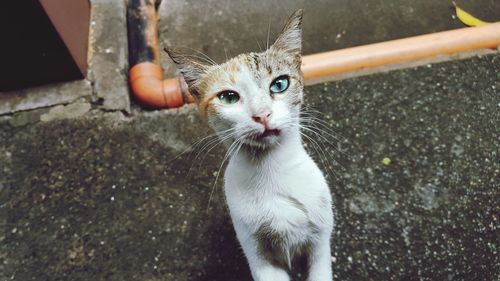 High angle portrait of cat