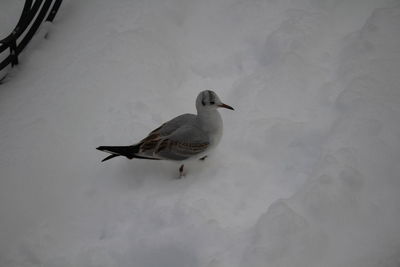 Bird perching on snow