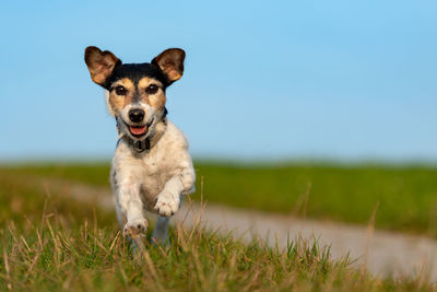 Portrait of dog running on field