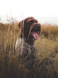 View of a dog on field