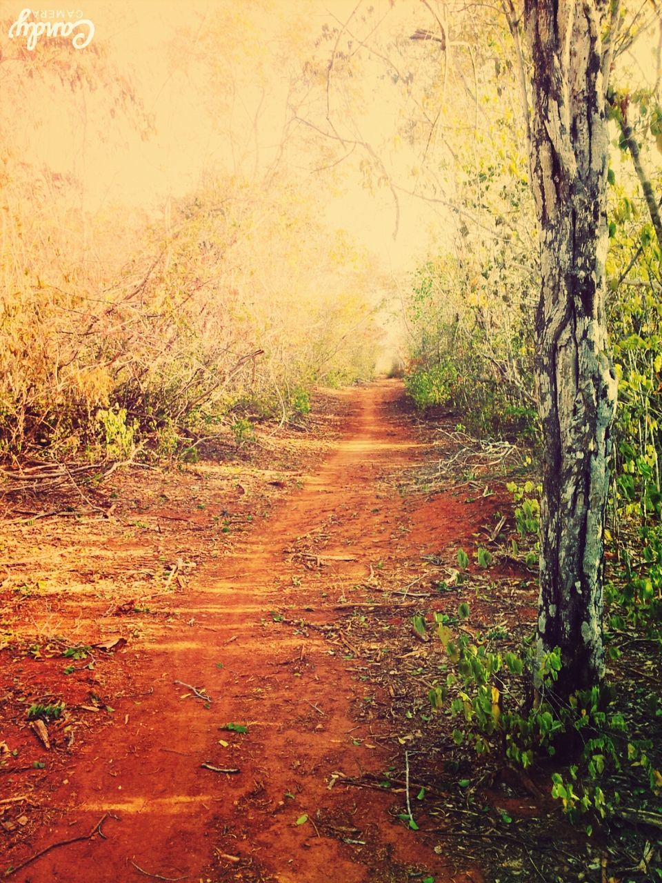 autumn, tree, nature, scenics, the way forward, tranquility, tranquil scene, beauty in nature, change, no people, forest, landscape, outdoors, leaf, day, growth, tree trunk