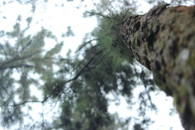Low angle view of trees against sky