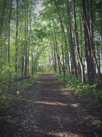 Dirt road in forest