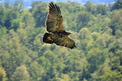 Low angle view of eagle flying