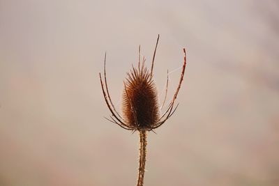 Close-up of dried plant