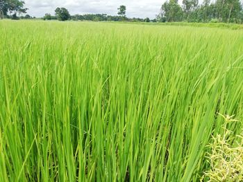 Crops growing on field