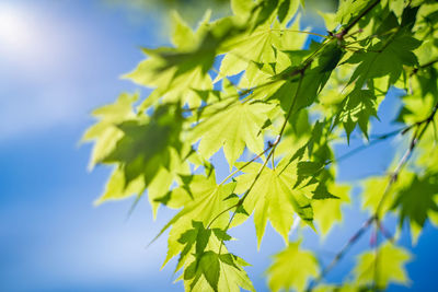 Low angle view of maple leaves against blue sky