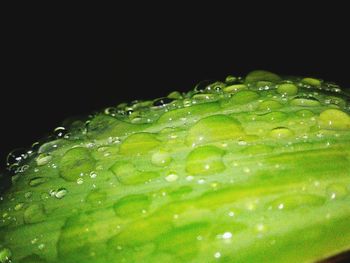 Close-up of leaf over black background