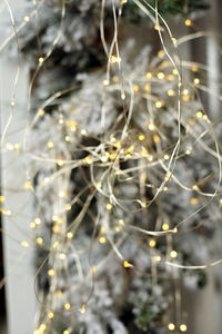 Close-up of plant in winter