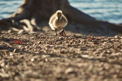 Close-up of a bird on land