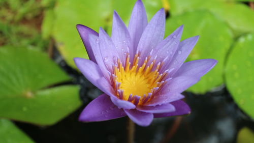 Close-up of water lily blooming outdoors