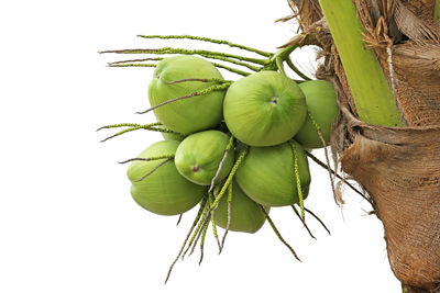 Close-up of fruits growing on plant against white background