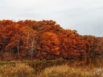 Autumn trees on landscape against sky